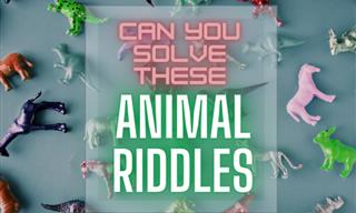 These Witty Animal Riddles Are Sure To Get You Growling!