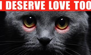 12 Ways to Tell Your Cat You Love Them