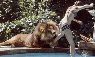 This Is What it Looks Like having a Lion as a Pet!