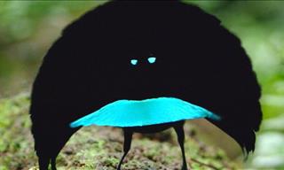 This New Species of Bird Can Absorb 99.95% of Light