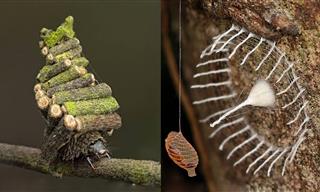 You Won’t Believe These Nests Were Built by Insects!
