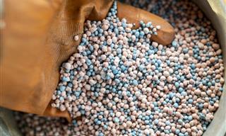 When Should You Fertilize Your Lawn?