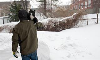 Pet-Safety Tips For Winter Inclement Weather