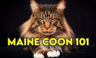 Cat Guide: All You Wanted to Know About Maine Coons