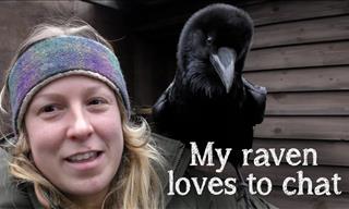 Did You Know Ravens Could Talk Just Like Parrots?