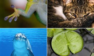 14 Great Inventions Borrowed From Nature