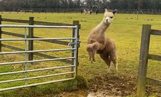Hay There! These Farm Animals Will Make You Laugh
