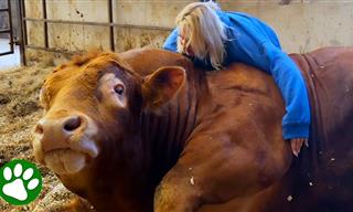 The Special Bond Between Bull and Woman