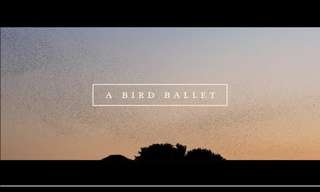 A Bird Ballet - Beautiful!