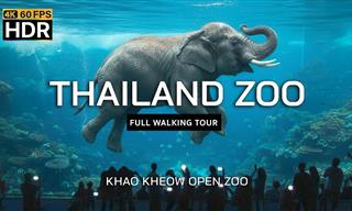 A Full Walking Tour of the Bangkok Zoo