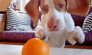 Dog vs. Orange - Hilarious and Adorable!