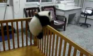 Cute Overload: Baby Panda Makes Escape!