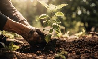 Best Plants to Plant During the Month of October
