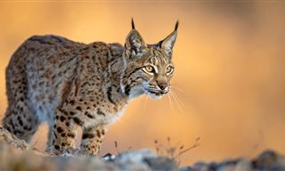 7 Animals that Made It Back From Near-Extinction