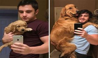 These Dog Transformation Photos Will Warm Your Heart