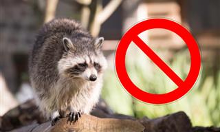 Humane DIY Tips to Evict Raccoons from Your Property
