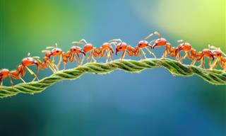 7 Things Humanity Has Learned from the Humble Ant