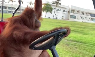 This Orangutan is Driving a Golf Cart