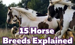 15 of the World's Most Beautiful Horse Breeds