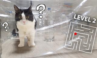 Can This Cat Overcome the Invisible Maze Challenge?