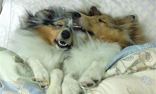 18 Very Sleepy and Comfortable Dogs