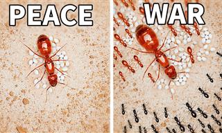 Fascinating: Simulating an Ant Colony for 1000 Days