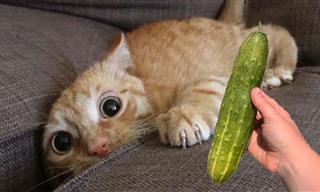 Hilarious - Apparently, Cats Find Cucumbers Terrifying
