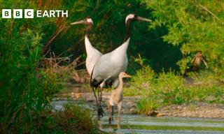 Japan’s Natural Beauty and Wildlife Captured in 4K