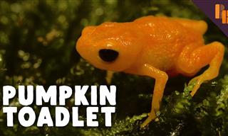 Ridiculous But Mighty Cute: the Pumpkin Toadlet