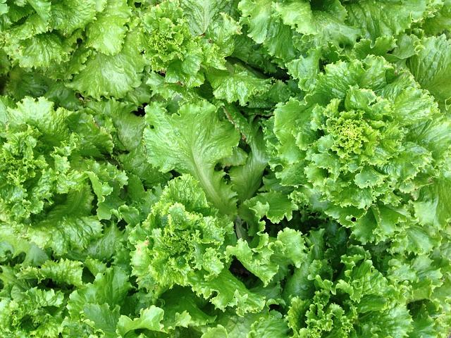 10 Reasons You Should Add Lettuce to Your Diet | Health - BabaMail