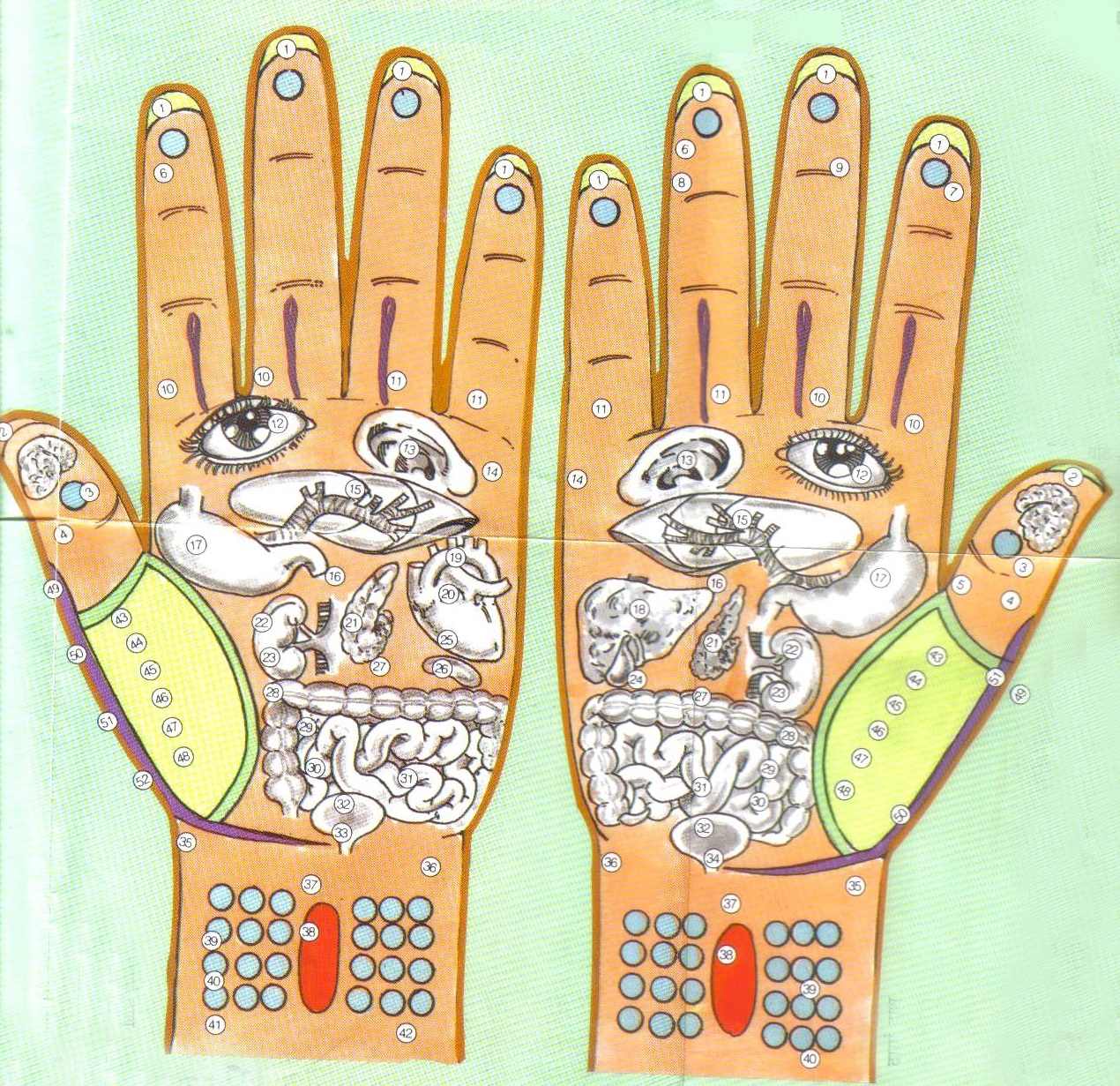 Acupressure Points Hand Chart Free