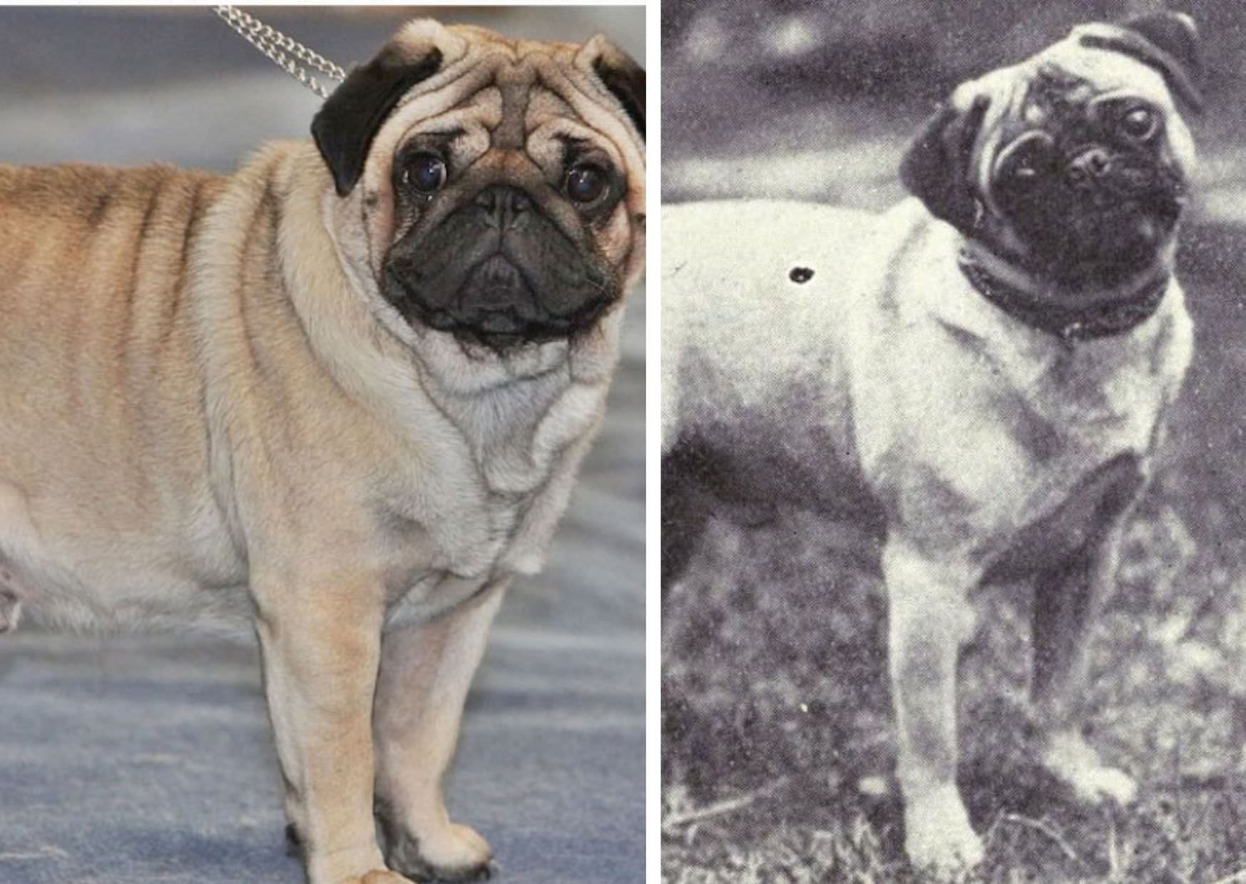 What Did Pugs Look Like 100 Years Ago