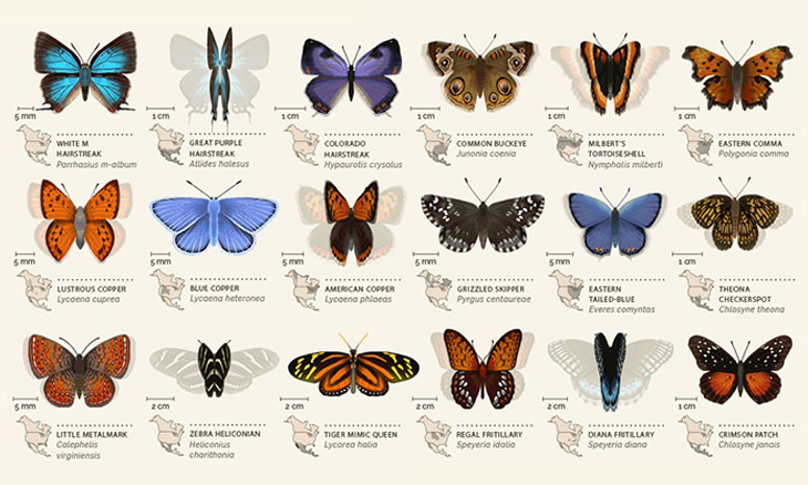 North American Butterfly Identification Chart