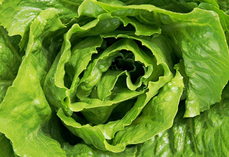 10 Reasons To Start Eating Lettuce Right Now 10-reasons-to-start-eating-lettuce-right-now