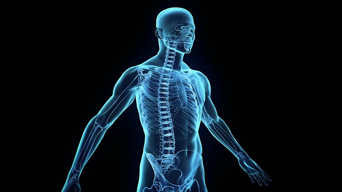 Feline Dental Chart: A Comprehensive Guide For Cat Owners