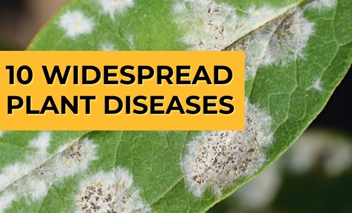 10-common-plant-diseases-and-how-to-treat-them