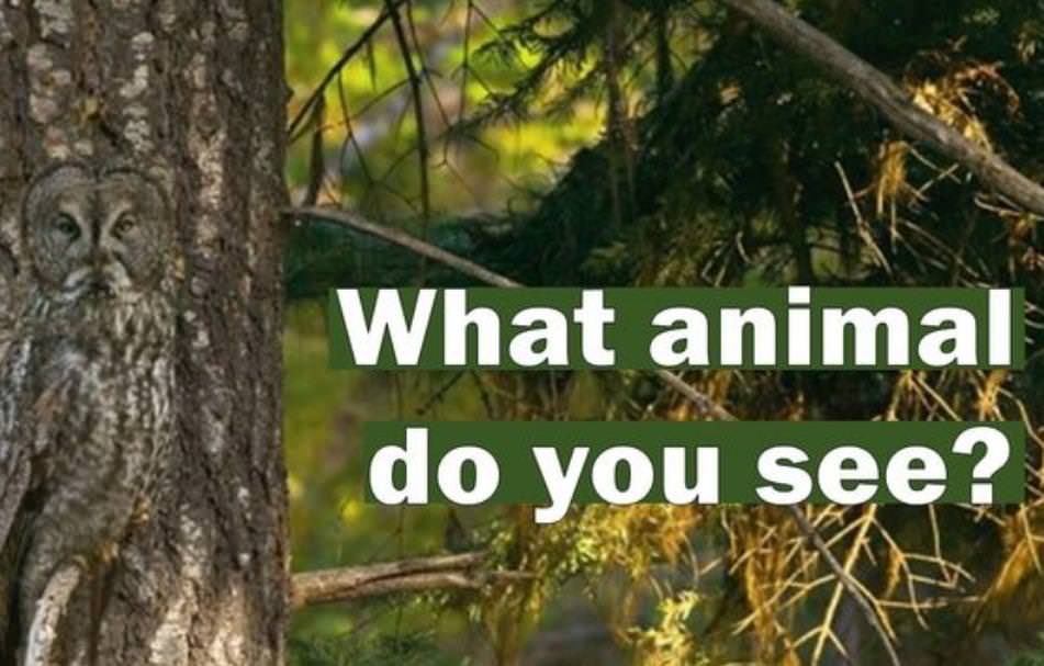 Quiz Identify the Hiding Animals