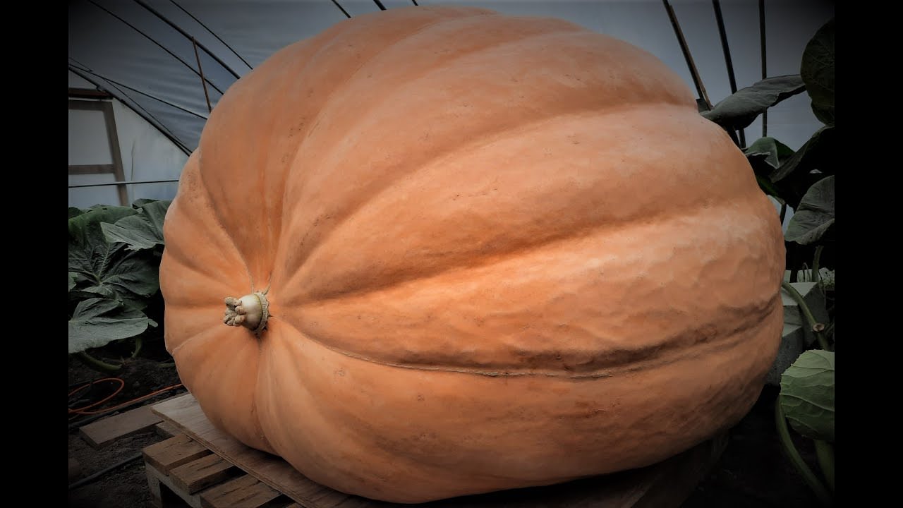 Сколько кг весит тыква. Тыква 600 кг. Атлантик гигант тыква вес. Тыква весит 600 кг. Big Pumpkin growing.