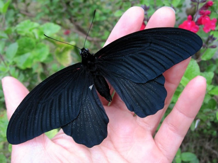 15 Beautiful All-Black Melanistic Animals