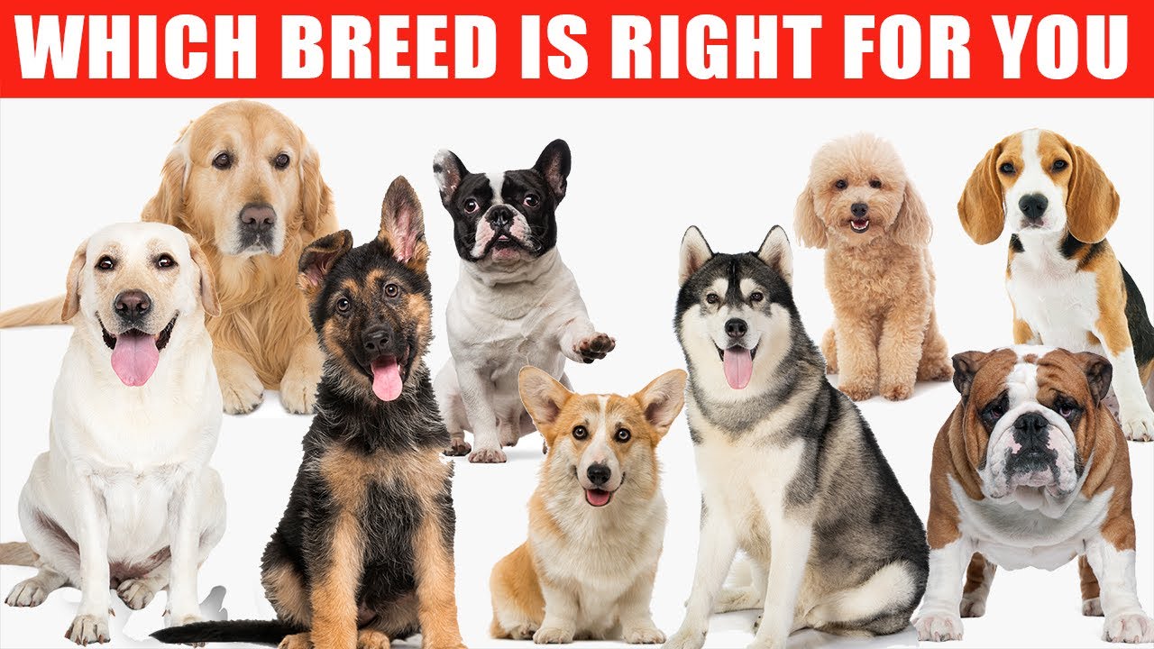 Which Dog Breed is the Best for You? Find Out