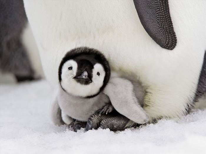 Viral images of tiny penguins in tiny sweaters are adorable but fake - ABC7  Los Angeles