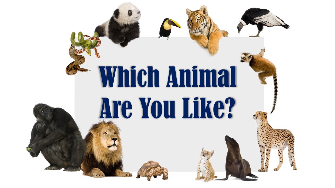 QUIZ: Which Animal Personality Is Yours?