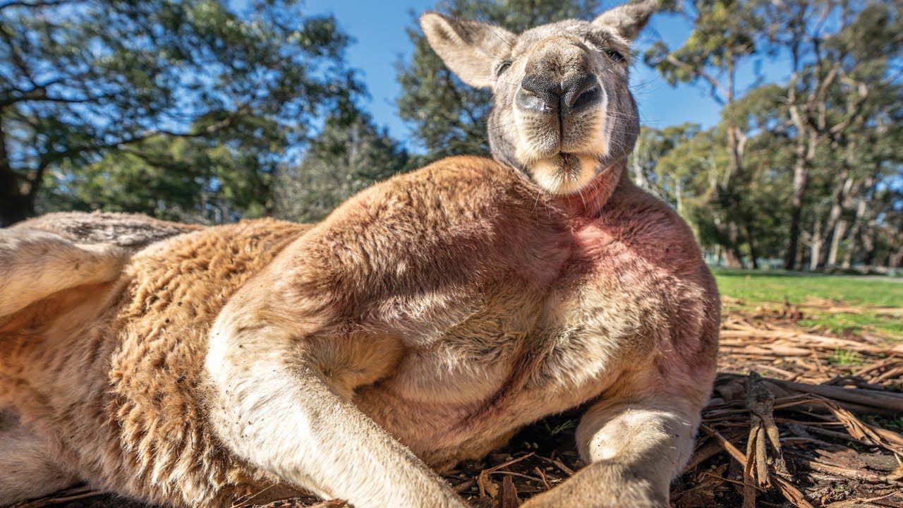 This Buff Kangaroo Might Put Bodybuilders to Shame