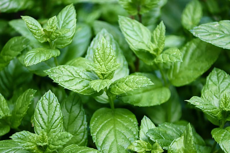 8-health-issues-peppermint-can-ease-as-per-science