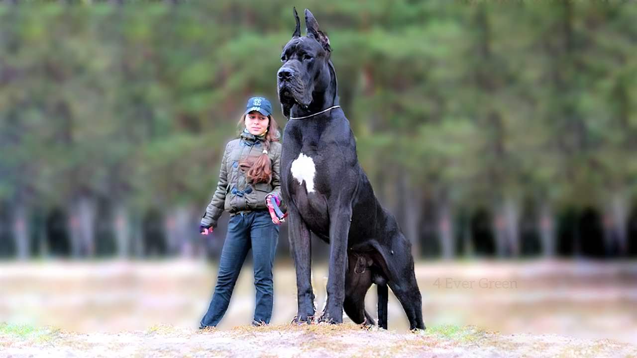 10 Biggest Dog Breeds In the World