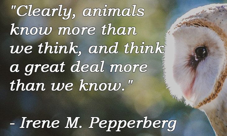 12 Great Animal Quotes As a Source of Inspiration