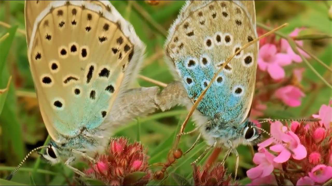 Покажи видео бабочек. Bbc бабочки. Бабочка на земле. Видео про жизнь бабочек. Включи видео про бабочек.