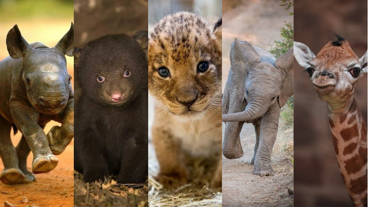 baby african animals together