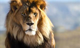 The Beautiful Lion Tamer