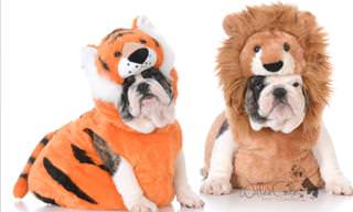 Tiger vs. <b>Dog</b>